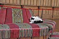 Зал рыцарских дам - кошка живая
