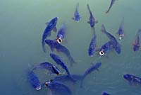 декоративные рыбки в пруду настойчиво требуют еды