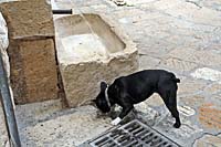 местные собаки обучены пить воду только из заслуживающих доверия источников