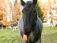 Вам лошадь когда-нибудь язык показывала?